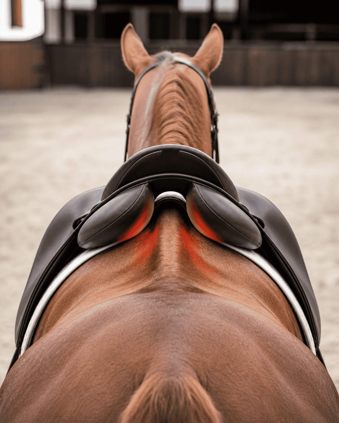 Rear view of a dark leather saddle on a chestnut horse's back, with heat map overlay showing pressure points in red and yellow beneath the saddle panels