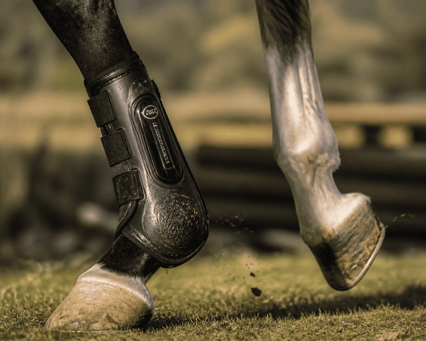 Close-up of a horse's front legs in motion, one fitted with a black protective tendon boot with velcro straps