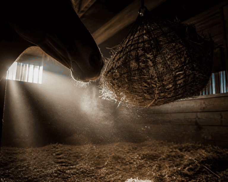 Horse's nose reaching toward a hanging hay net in a dusty, sunlit stable stall