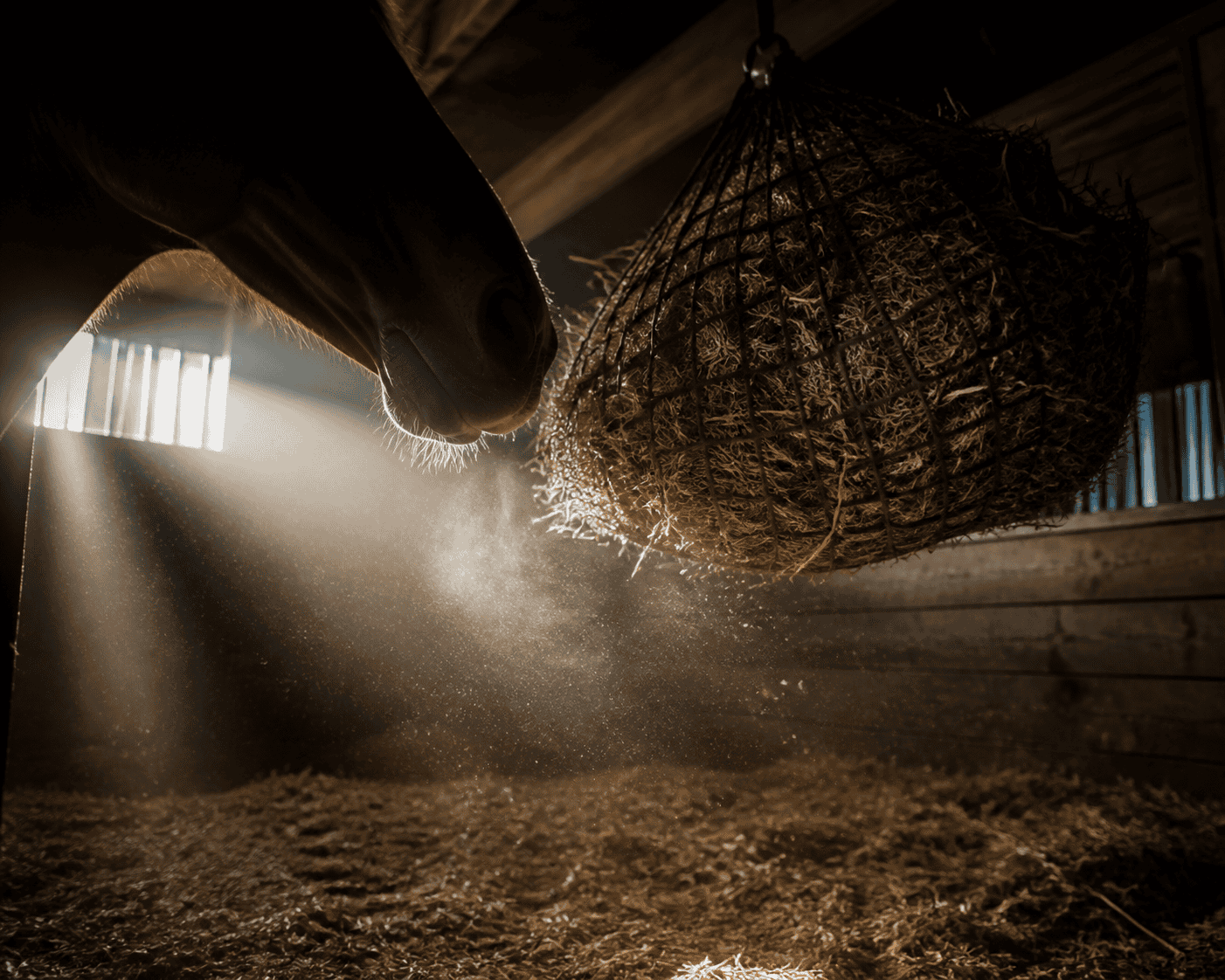Horse's nose reaching toward a hanging hay net in a dusty, sunlit stable stall