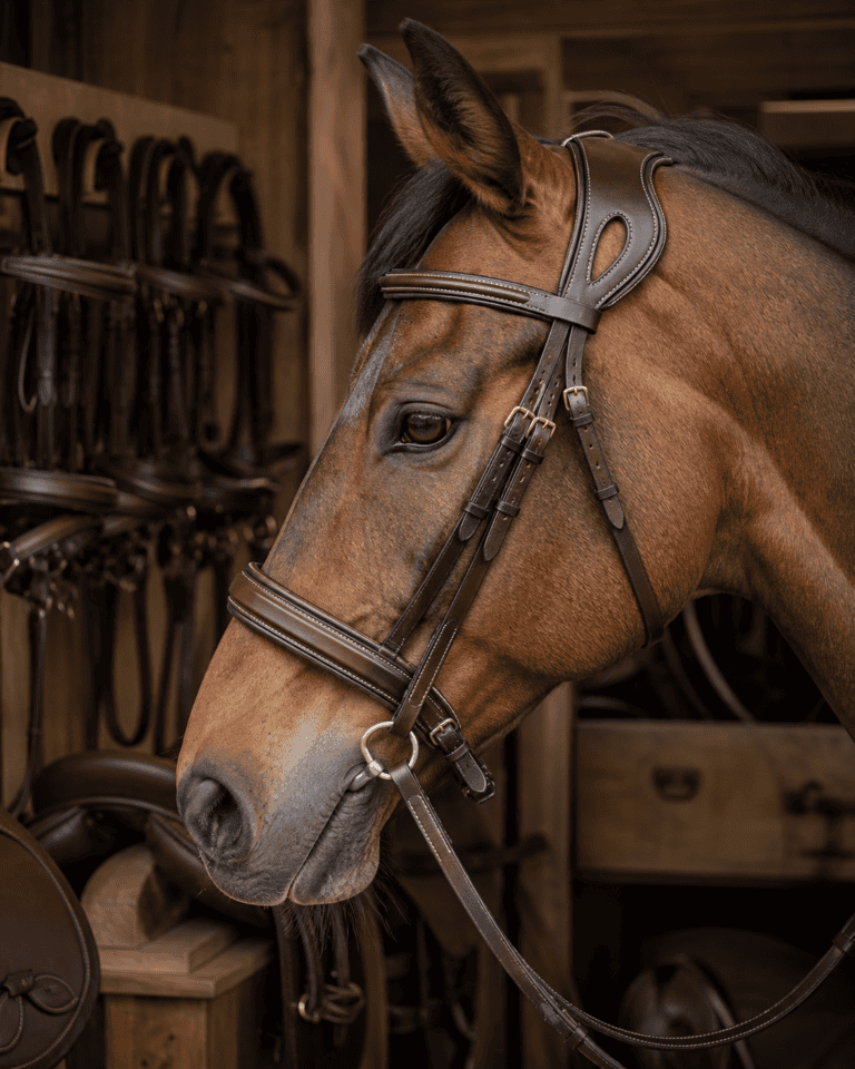 Bay horse wearing a brown leather bridle with brass buckles, in a tack room with hanging bridles