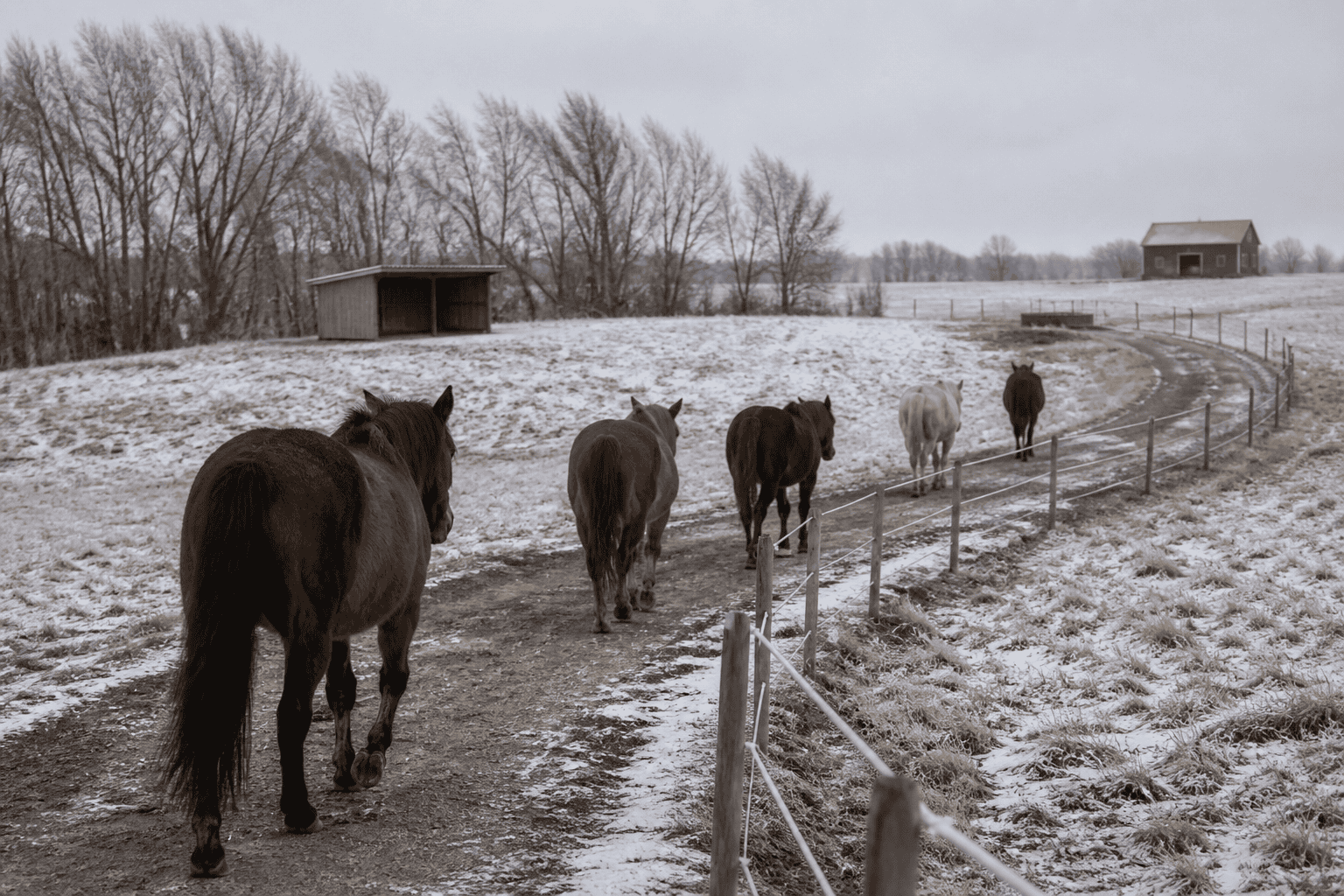 Five horses walk single file along a fenced path toward a red barn in a snowy pasture